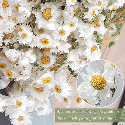 Dried Daisy White Flowers,250+ Real Chrysanthemum Rhodanthe Daisies Flower  Head Length 17'' Gerber Daisies for vase, Bouquet, Flower Arrangements,Gift