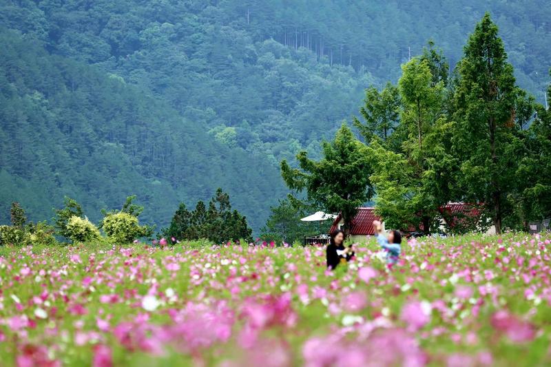 9月限定 波斯菊粉紅花海開滿福壽山農場和武陵農場 Yahoo奇摩股市