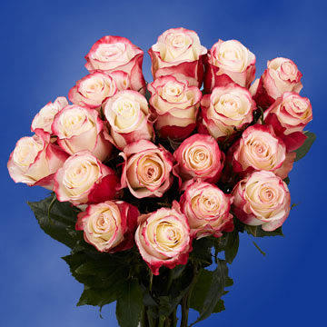 50 White/Pinkish Red Roses - Yahoo Shopping