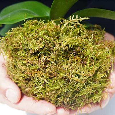  REFFU Natural Sphagnum Moss, Premium Dried Forest Moss for  Potted Plants, Potting Mix, Carnivorous Plants Moss for Orchid Succulent  Garden and Reptile 150g : Patio, Lawn & Garden