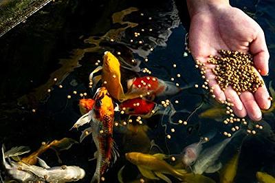 2-Pack Tetra Pond Variety Blend Koi & Goldfish Sticks Fish Food