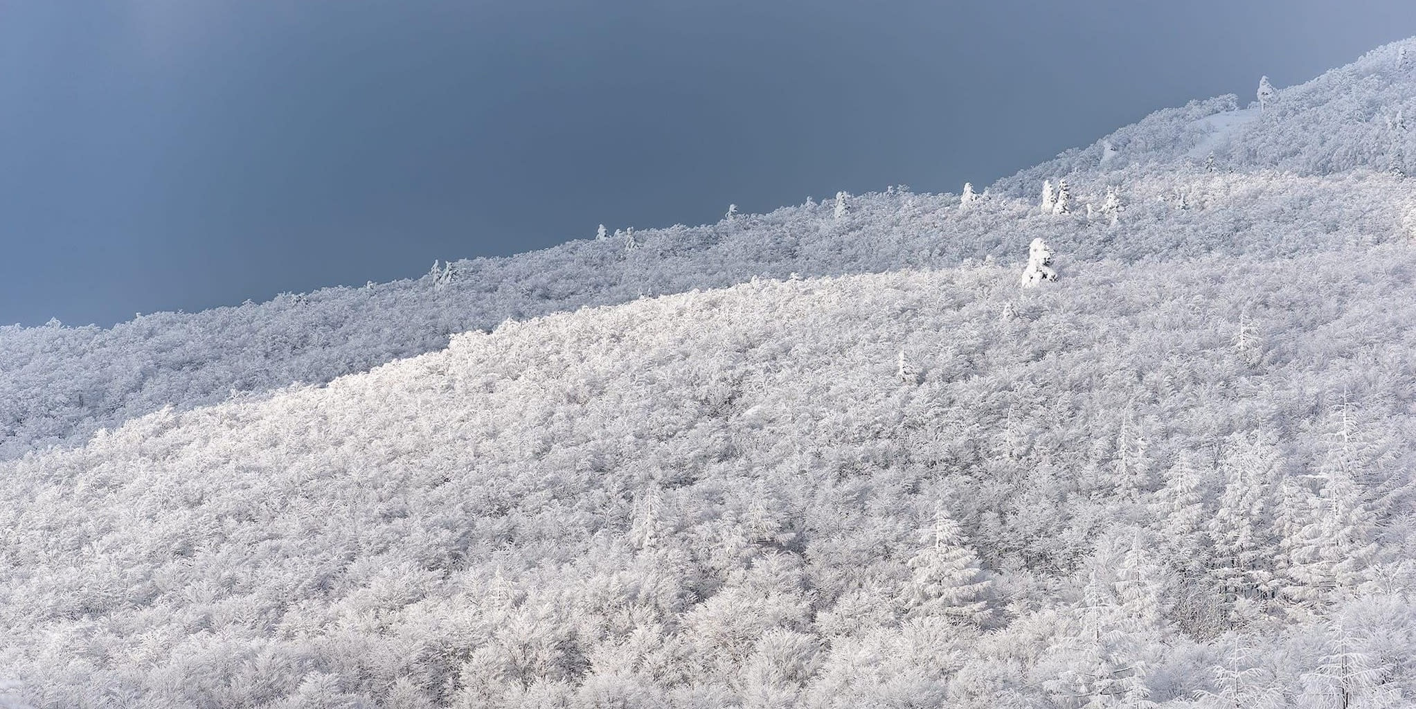 平價優質雪衣首選!!