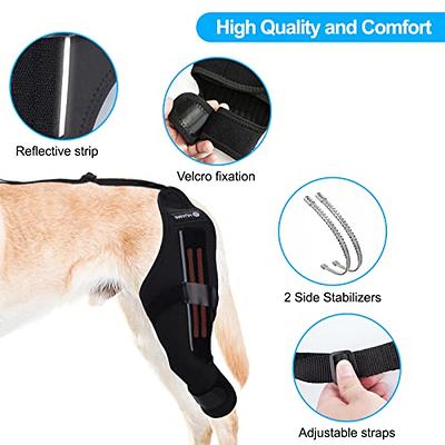 Dog Knee Brace with Harness and Connection Belt, Lightweight and  Stretchable, Support for Torn ACL Hind Leg, Luxating Patella, Reduces  Arthritis Pain