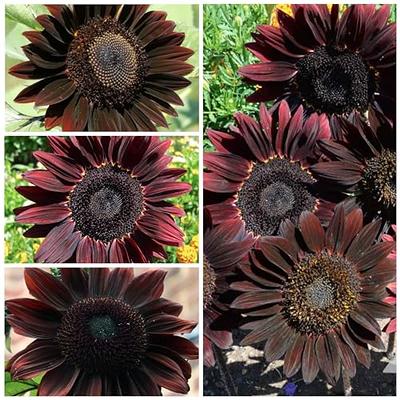 Seed Needs, Chocolate Sunflower Seeds - 40 Heirloom Seeds for Planting  Helianthus annuus - Annual Flowers to Plant Outdoors, Attracts Bumblebees  and Butterflies, Great as a Cut Flower (2 Packs) - Yahoo Shopping