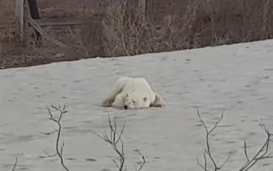 Lost polar bear hunts for food in city in Siberia