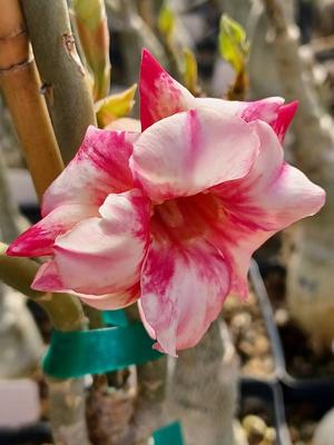 Desert Rose Plant Adenium Obesum Plant 3-4 inch Seedling