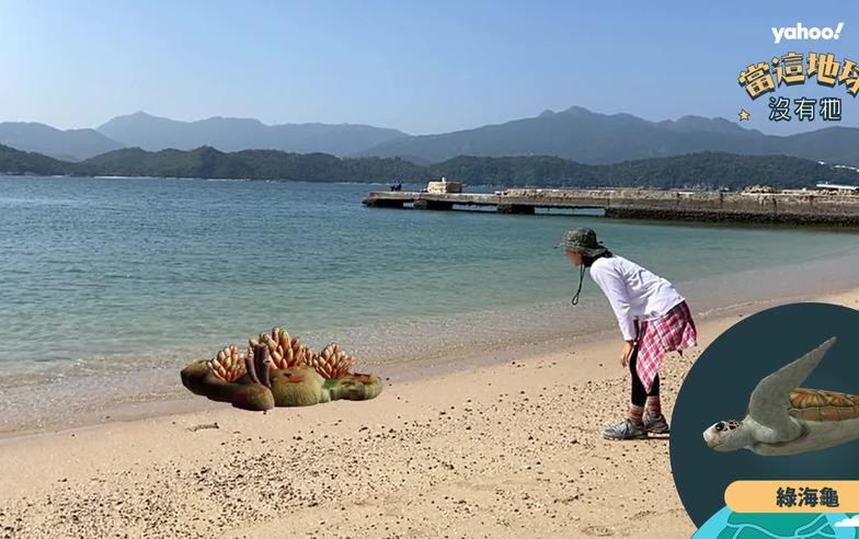 【動物AR】長壽的綠海龜，為何不再在香港產卵？