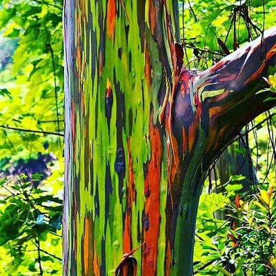 Rainbow Eucalyptus Tree - Live Plant in a 1 Gallon Pot - Eucalyptus  Deglupta - Rare and Exotic Ornamental Tree - Yahoo Shopping