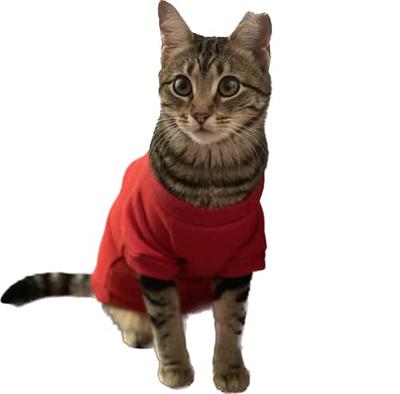 Pet Clothes for Cats for A Girl Cat Clothes Autumn Warm Sweater Small  Shoulder Bag Cute Small Dog Two Feet Cat Cartoon Pet Clothing - Yahoo  Shopping