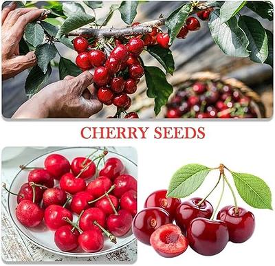 cherry tree seeds