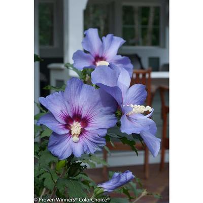 Proven Winners Pink Chiffon Rose Of Sharon Flowering Shrub in 2-Gallon (s)  Pot in the Shrubs department at