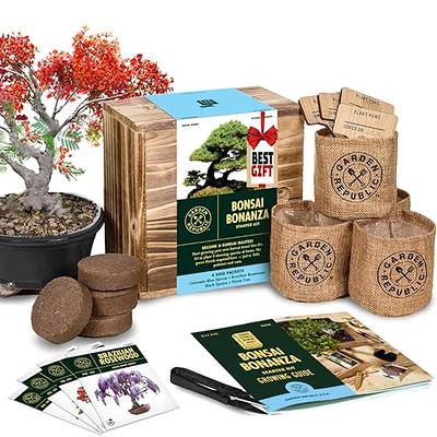 BONSAI TREE KIT. Grow 6 OF Your OWN Bonsai Trees from Seeds WITH BONSAI  TOOL KIT