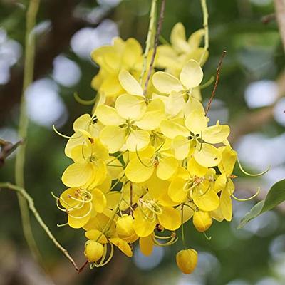 Golden Shower Tree - Cassia fistula - Seeds