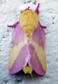 موسوعة بحوث جاهزة عن الحشرات-بحث شامل عن الحشرات-بحث جاهز عن الحشرات-بحث عن الحشرات 83px-Rosy_Maple_Moth