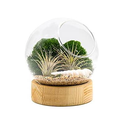 DIY Air Plant Terrarium Kit