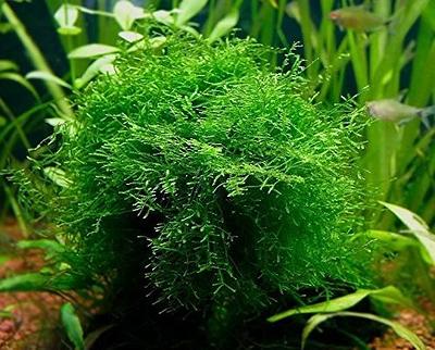 Dwarf Java Moss Live Aquarium Plants, Green Leaf, 1 Cup - Yahoo Shopping