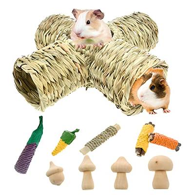 Do Hamsters Attract Mice or Other Rodents? - Small Animal Pets