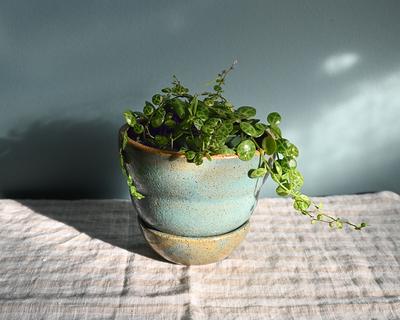 Pilea Peperomioides With Mid-Century Pot Small 8 in tall, potted