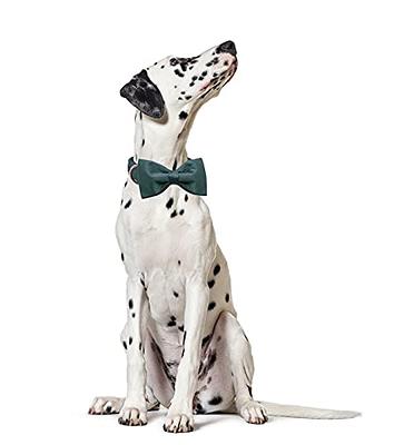 Lionet Paws Boy Dog Collar with Bowtie, Comfortable Adjustable