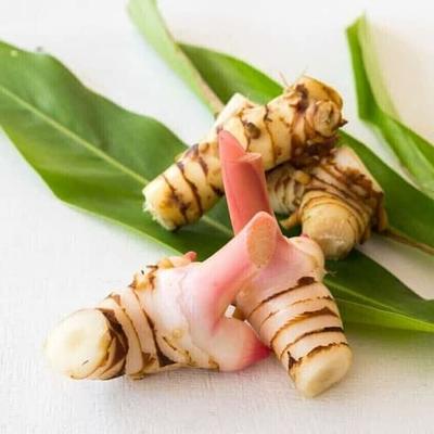 Greater Galangal Root Plant Root for Sale -  – Sow Exotic