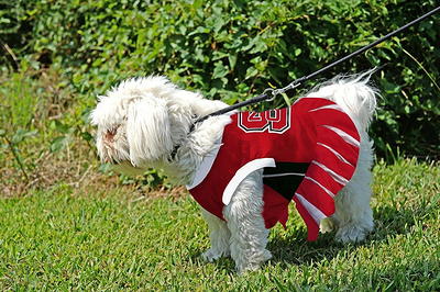 Louisville Cardinals Pet Collar by Pets First - Medium