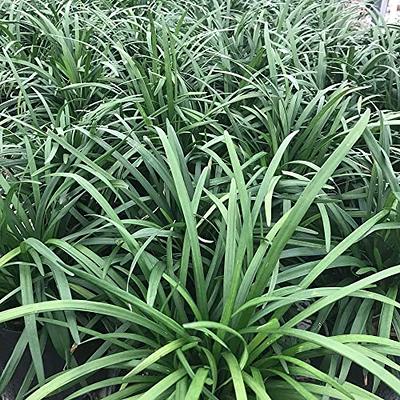 QAUZUY GARDEN Heirloom 50+ Ornamental Perennial Grass Seed - Pampas Grass -  Pink Tall Feathery Blooms, Eye-catching Plant, Easy to Grow & Low  Maintenance - Yahoo Shopping