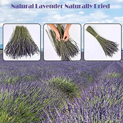 230+ Stems Dried Lavender Flowers Bundles, 3 Bunches Stems Natural Dry  Lavender Flowers Sprigs Stems 17 Dried Flowers for DIY Home Fragrance  Wedding Party Decoration Photo Props - Yahoo Shopping