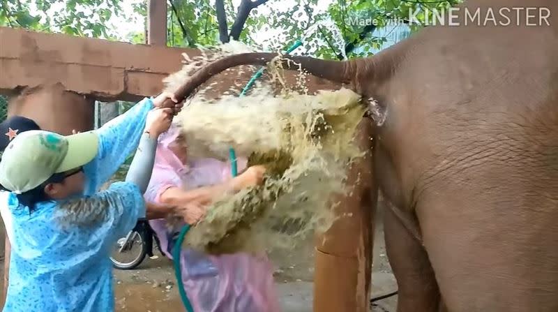 藥效發作後，3名獸醫被老象噴出的屎水濺滿全身。（圖／翻攝自Samui Elephant Sanctuary臉書）