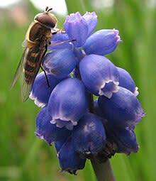 اضخم بحث عن الحشرات- موضوع كامل عن الحشرات-موسوعة شاملة عن عالم الحشرات-عالم الحشرات 220px-Syrphid_fly_on_Grape_hyacinth