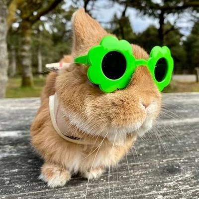 6 Pieces Pet Dog Cat Costume, Pet Sunglasses and Summer Pet Straw