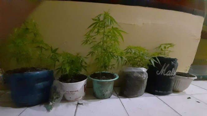 Tanam Ganja di Pot  Bunga Juru Parkir di Medan  Diciduk Polisi