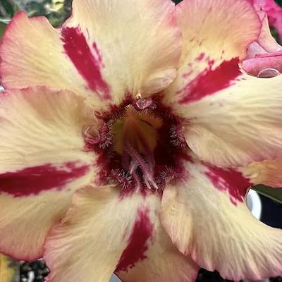  COLIBYOU Desert Rose， Adenium Obesum one Year Plant