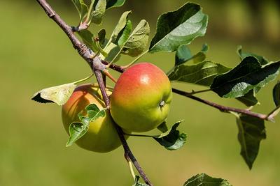 Online Orchards Dwarf Bosc Pear Tree - Sweet and Hardy Cinnamon Brown Pears (Bare-Root, 3 ft. to 4 ft. Tall, 2-Years Old)