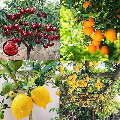 Organic Triumph® Semi-Dwarf Apple Tree - Fruition Seeds