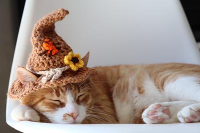 Thanksgiving Turkey Hat for Cats Funny Turkey Cat Hat With -  Denmark