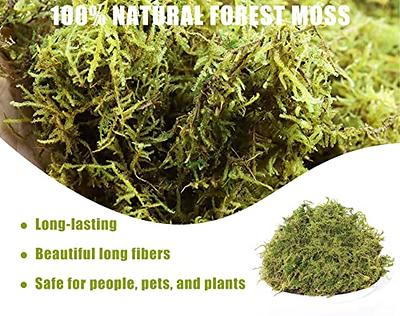 Sphagnum Green Moss - Preserved