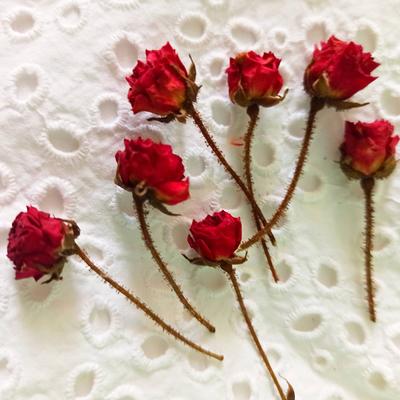 Real Dry Roses, Miniature Rose Buds, Dried Roses - Yahoo Shopping