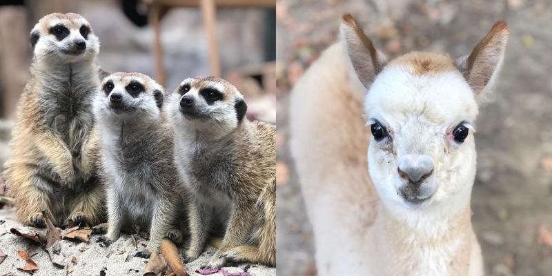 高雄壽山動物園 讓妳夜宿動物園 在園區搭帳篷露營 夜間生態導覽 與動物們一起入眠 Yahoo奇摩股市