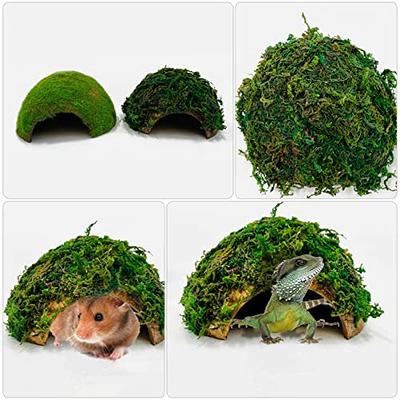 Balacoo 2pcs Box Reptile Hideout House Natural Hide Cave Turtle Basking  Platform Leopard Gecko Hideouts Ornament Container Reptilians Reptiles  Shelter Turtle Terrace Hamster Coconut Shell - Yahoo Shopping