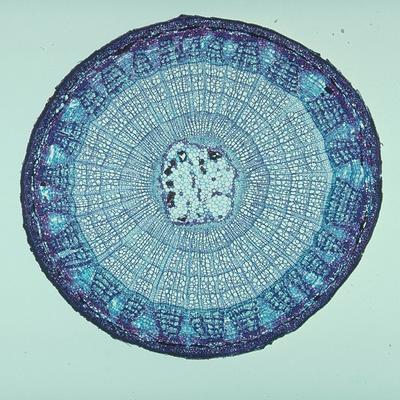 woody dicot stem cross section