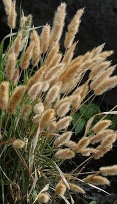 QAUZUY GARDEN Heirloom 50+ Ornamental Perennial Grass Seed - Pampas Grass -  Pink Tall Feathery Blooms, Eye-catching Plant, Easy to Grow & Low  Maintenance - Yahoo Shopping