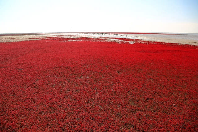 الشاطئ الأحمر في الصين..  Panjin-red-beach-62