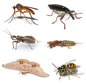اضخم بحث عن الحشرات- موضوع كامل عن الحشرات-موسوعة شاملة عن عالم الحشرات-عالم الحشرات 300px-Insect_collage