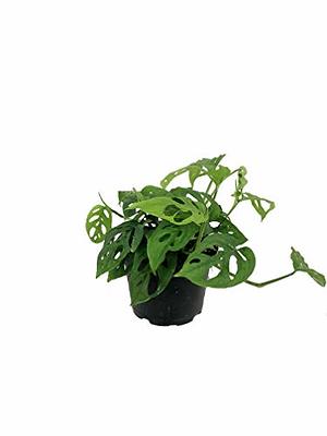 United Nursery Monstera Deliciosa Split-Leaf Philodendron Live Swiss Cheese  Plant in 9.25 inch Grower Pot 21887 - The Home Depot