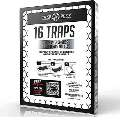 MAXguard MaxGuard Clothes Moth Traps (12+2 Free Traps) Extra Strength  Pheromones