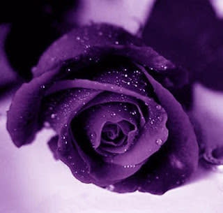 معلومات عن بعض الزهور Violet_Roses