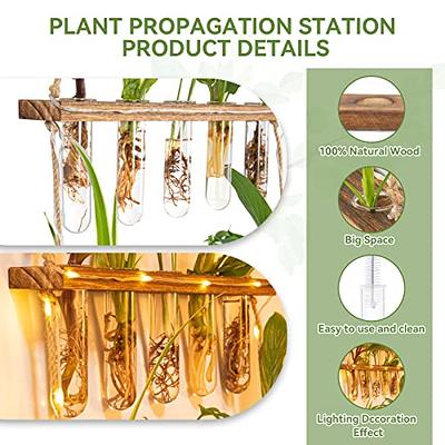 Mkono Plant Propagation Tubes, 3 Tiered Wall Hanging Terrarium with Wooden  Stand Mini Test Tube Flower Vase Glass Planter Stations for Hydroponic