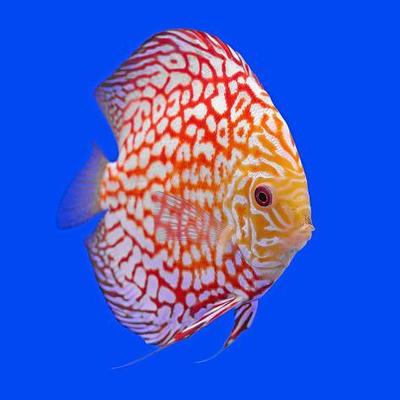 Learn About Symphysodon Discus (Pompadour Fish)