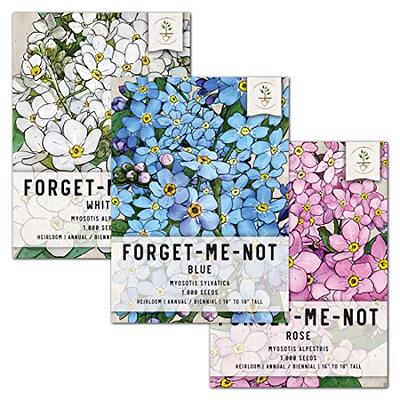 Forget Me Not Seeds - Rose