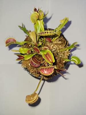 Adult Sized Venus Flytrap - Fly Trap - (Dionaea Muscipula) Carnivorous  Plant 3 inch Pot